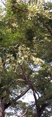 Barnebydendron riedelii