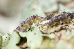 Pogonognathellus dubius