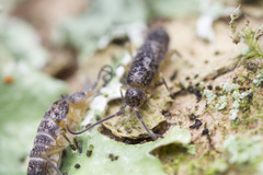 Pogonognathellus dubius