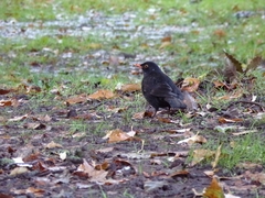 Turdus merula