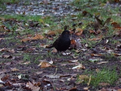 Turdus merula