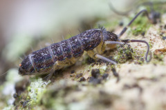 Pogonognathellus dubius