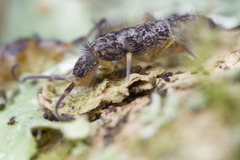 Pogonognathellus dubius