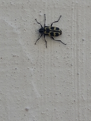 Astylus atromaculatus