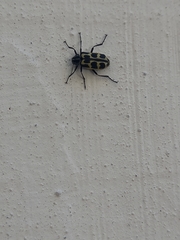 Astylus atromaculatus