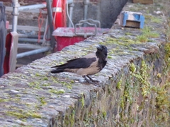 Corvus cornix
