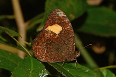 Physcopedaliodes physcoa