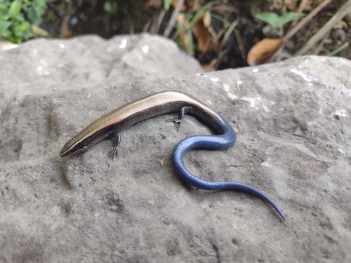 Cuernavaca Shortnose Skink