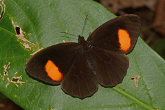 Physcopedaliodes physcoa