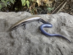 Plestiodon indubitus