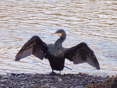 Phalacrocorax carbo