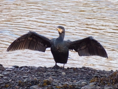 Phalacrocorax carbo