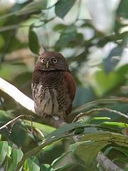 Glaucidium castanotum