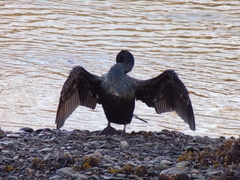 Phalacrocorax carbo