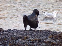 Phalacrocorax carbo