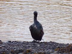 Phalacrocorax carbo