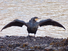 Phalacrocorax carbo