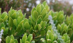 Morella kraussiana
