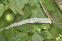 Hemiptera