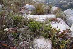 Morella kraussiana