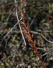 Holothrix burchellii