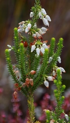 Erica physodes