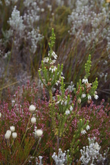 Erica physodes