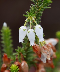 Erica physodes