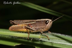 Amblytropidia australis