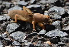 Gryllotalpa australis