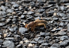 Gryllotalpa australis