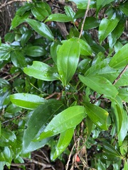 Cryptocarya laevigata
