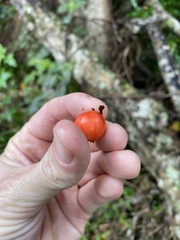 Cryptocarya laevigata