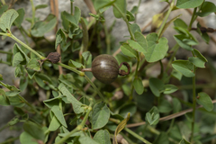 Aristolochia parvifolia