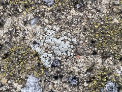 Myriolecis semipallida