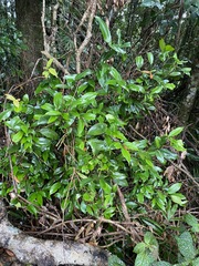 Cryptocarya laevigata