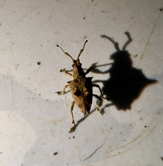 Platyomus nodipennis