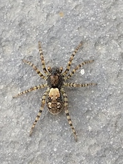 Arctosa perita