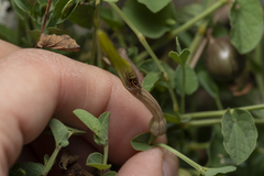 Aristolochia parvifolia