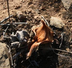 Holothrix burchellii