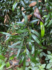 Podocarpus elatus