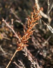 Holothrix burchellii