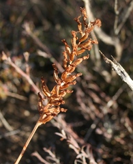 Holothrix burchellii