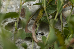 Aristolochia parvifolia
