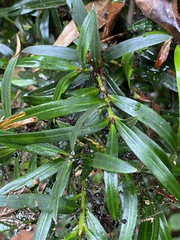 Podocarpus elatus