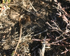 Holothrix burchellii