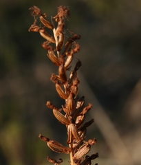 Holothrix burchellii