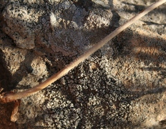 Holothrix burchellii