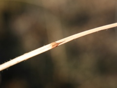 Holothrix burchellii