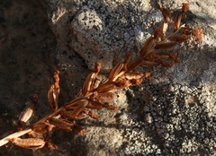 Holothrix burchellii